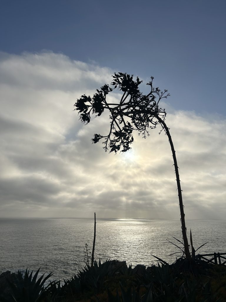 En la calma de la Roca Oceánica 1