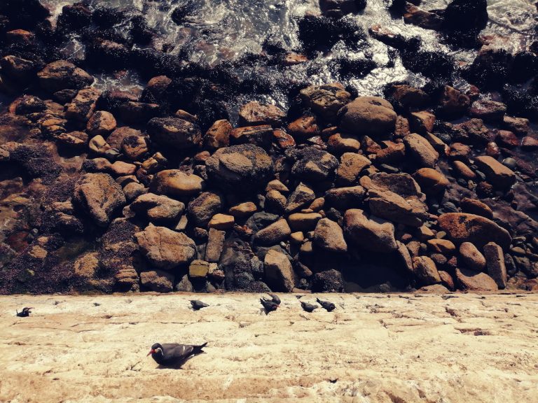 Perspectivas naturales 1
