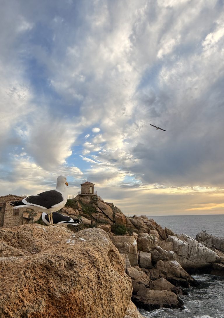 Gaviota contemplando 1