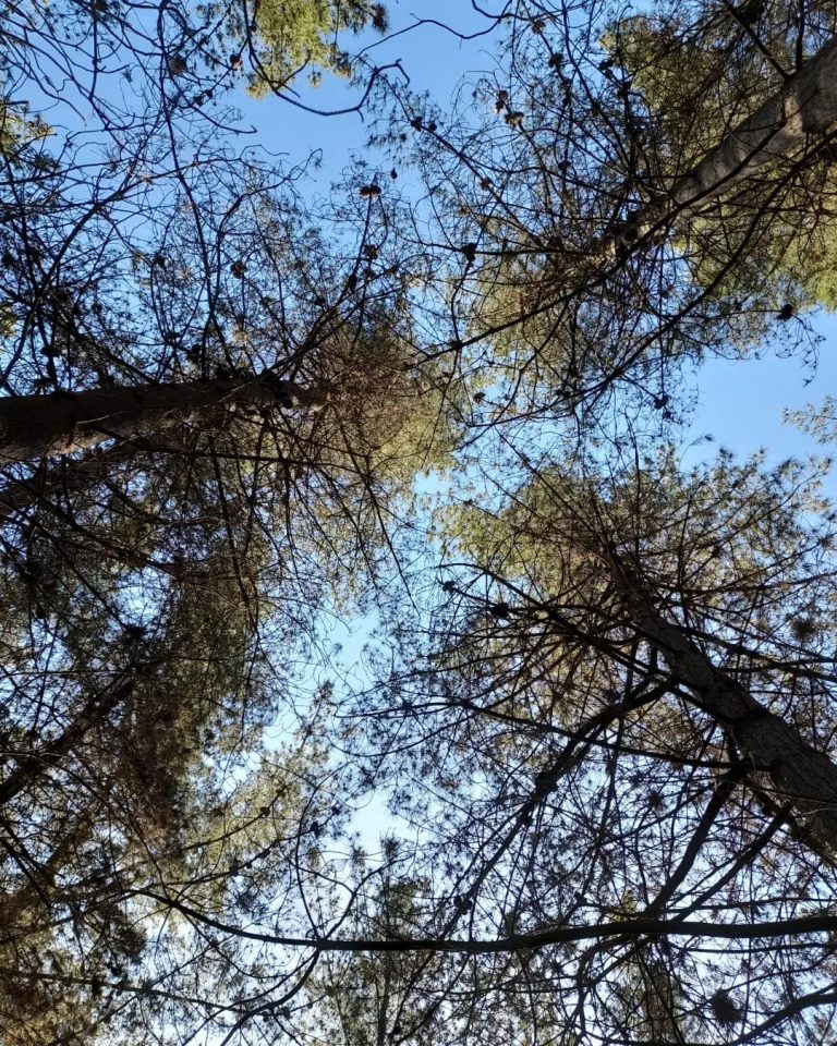 Memoria de un Bosque 1